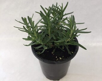 Rosemary Hill Hardy, 4" Plant