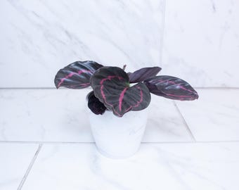 May include: A Calathea plant with dark purple, rounded leaves featuring prominent magenta veins. The plant is potted in a white, cylindrical container with a subtle gray marble pattern, showcasing a distinct contrast between the foliage and pot.