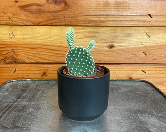 Opuntia Microdasys Albispina, 2" cactus