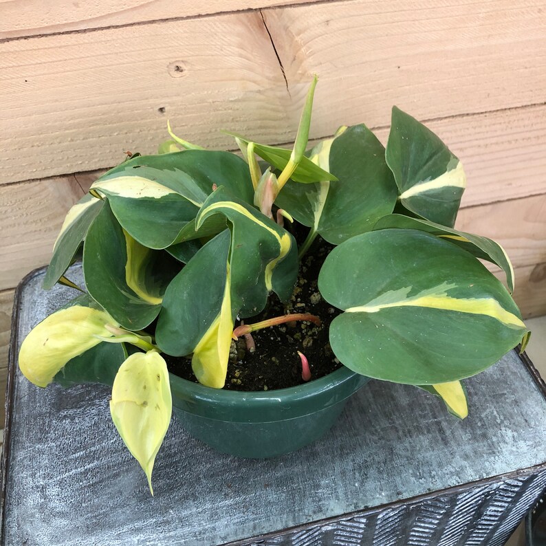 Philodendron Cordatum Brasil 6 Plant image 0