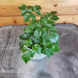 May include: A small, vibrant green plant with multiple leaves in a white pot. The plant is set on a gray metal tray, with a wooden background. The leaves are a rich, healthy green, suggesting a thriving indoor plant.