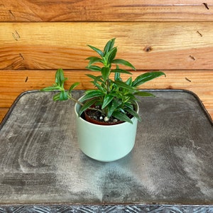 Columnea Melissa, 2&quot; Plant