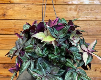 Tradescantia Tricolor, planta de 6"