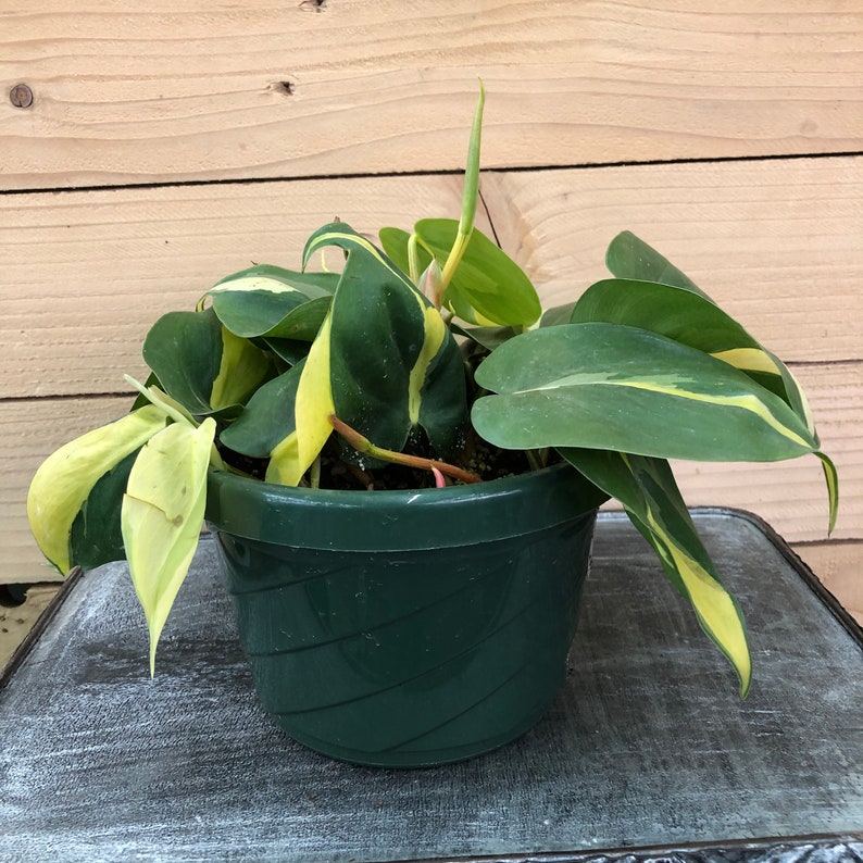 Philodendron Cordatum Brasil 6 Plant image 1