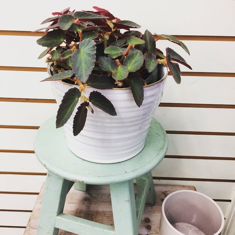 Begonia brasileña Lady Angel Wing, esquejes x3 imagen 2