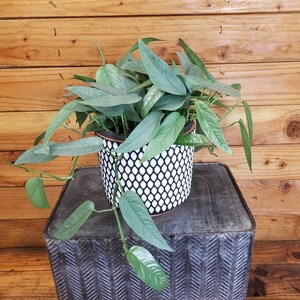 Epipremnum Pinnatum Cebu Blue - 6&quot; Plant