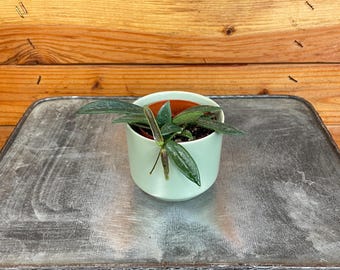 Hoya Lyi Noid - Etsy