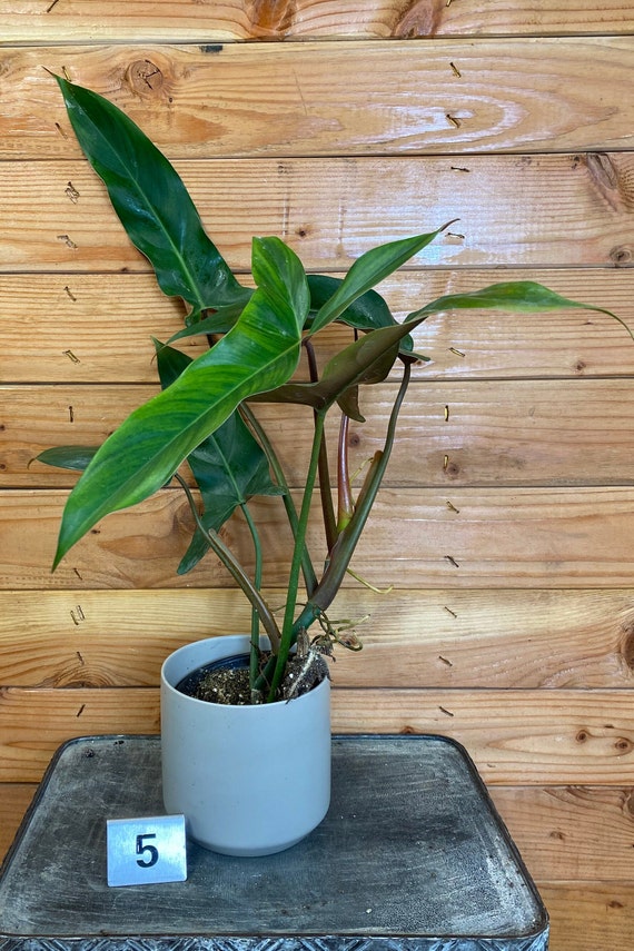 Philodendron Mexicanum Pick Your Plant 4 Plant - Etsy