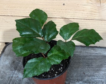 Cissus Grape Leaf Ivy, 4" Plant