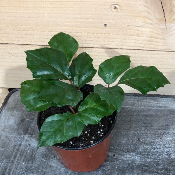 Cissus Grape Leaf Ivy, 4" Plant