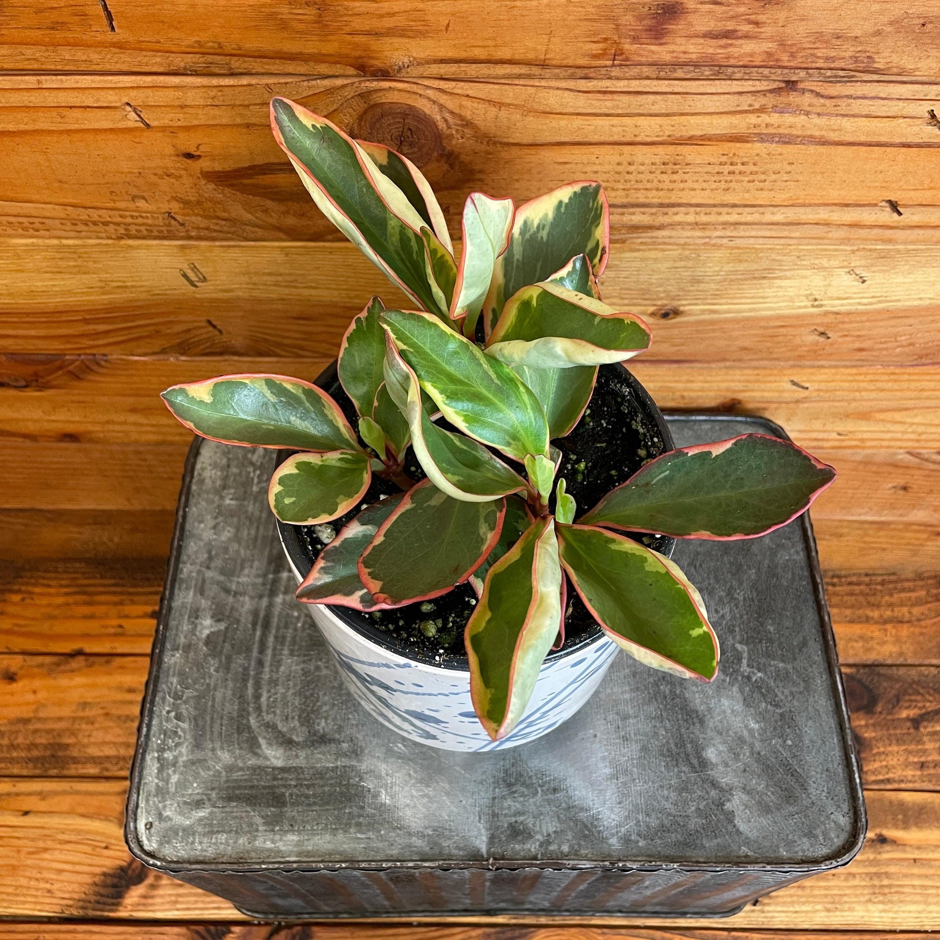 Peperomia Ginny, 6" Plant