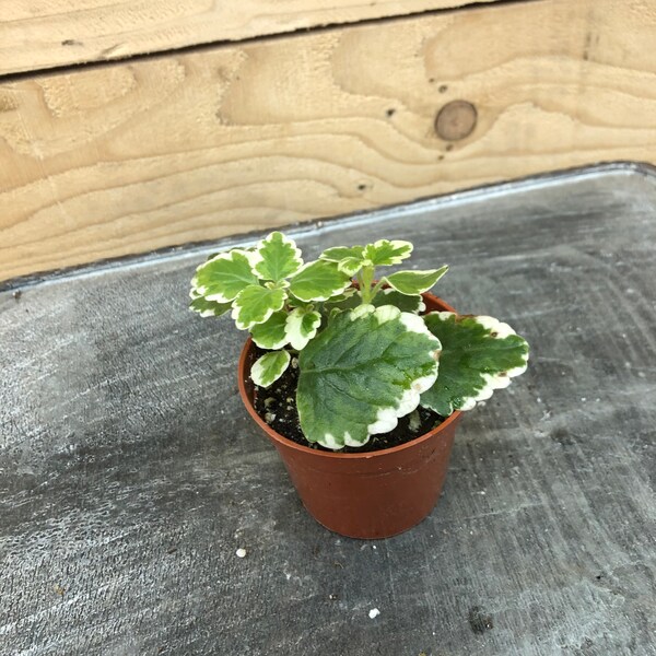 Plectranthus Swedish Ivy Mint, 2" Plant