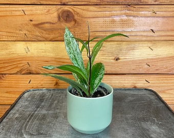 Hoya Pubicalyx Splash, 2" Plant