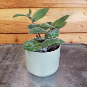 Tradescantia Baby Bunny Bellies, 2&quot; Plant
