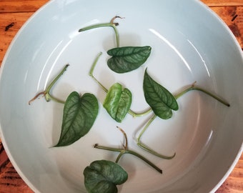 Monstera Siltepecana, Cuttings x5