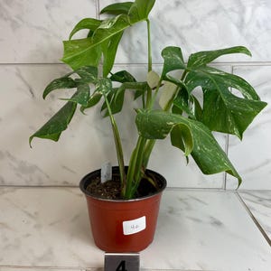 May include: A potted Monstera plant with large, green leaves featuring white variegation. The plant is in a brown plastic pot, with a small tag and a number 4 label. The background is a tiled wall and floor.