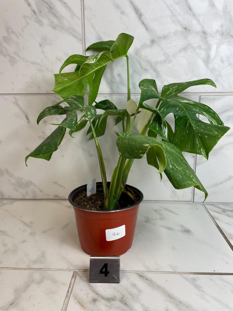 May include: A potted Monstera plant with large, green leaves featuring white variegation. The plant is in a brown plastic pot, with a small tag and a number 4 label. The background is a tiled wall and floor.