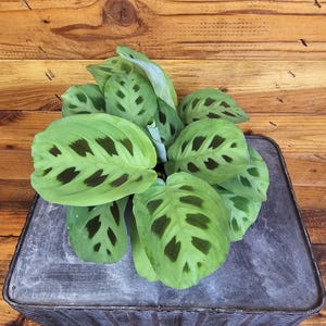 Maranta Leuconeura Green, 4&quot; Plant