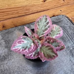 Episcia Pink Brocade, 2&quot; Plant