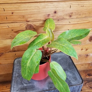 May include: A green and yellow houseplant with variegated leaves in a red pot sits on a black and gray textured surface.