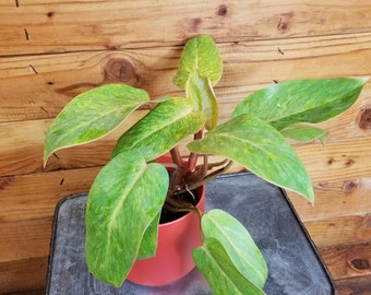 Philodendron Painted Lady, 4" Plant