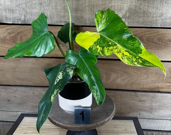 Philodendron Domesticum Variegated - Pick Your Plant, 4" Plant