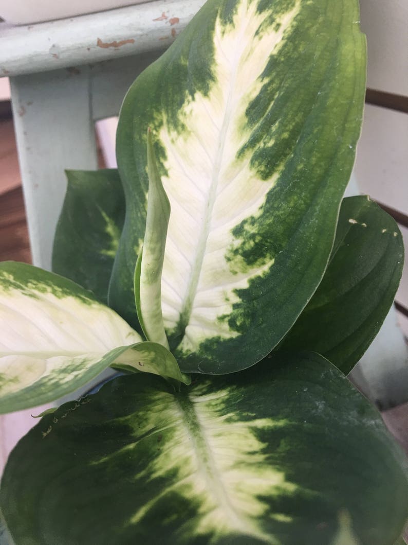 Dieffenbachia Camille Plant 4 Etsy