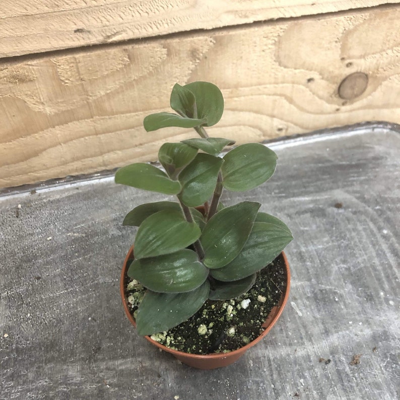 Tradescantia Baby Bunny Bellies 2 Plant | Etsy
