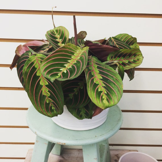 Maranta Leuconeura Red 6 Plant | Etsy