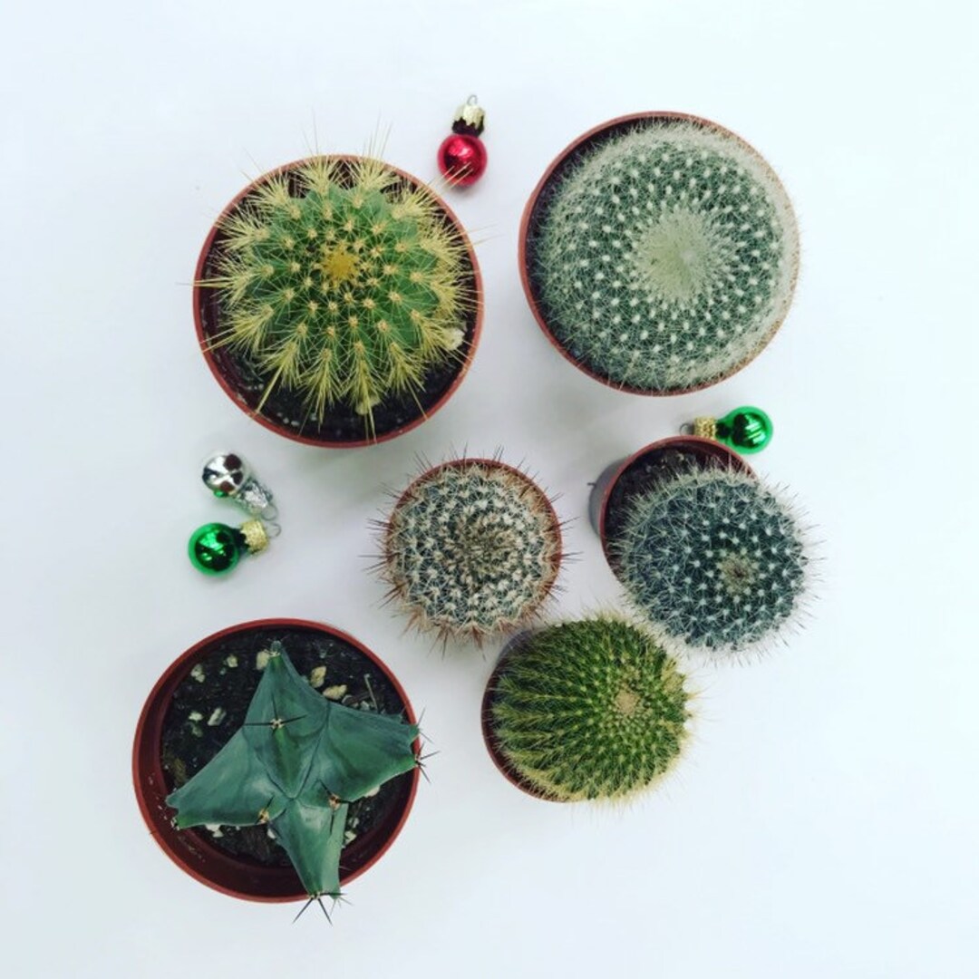 Christmas Cactus Gift Box Etsy