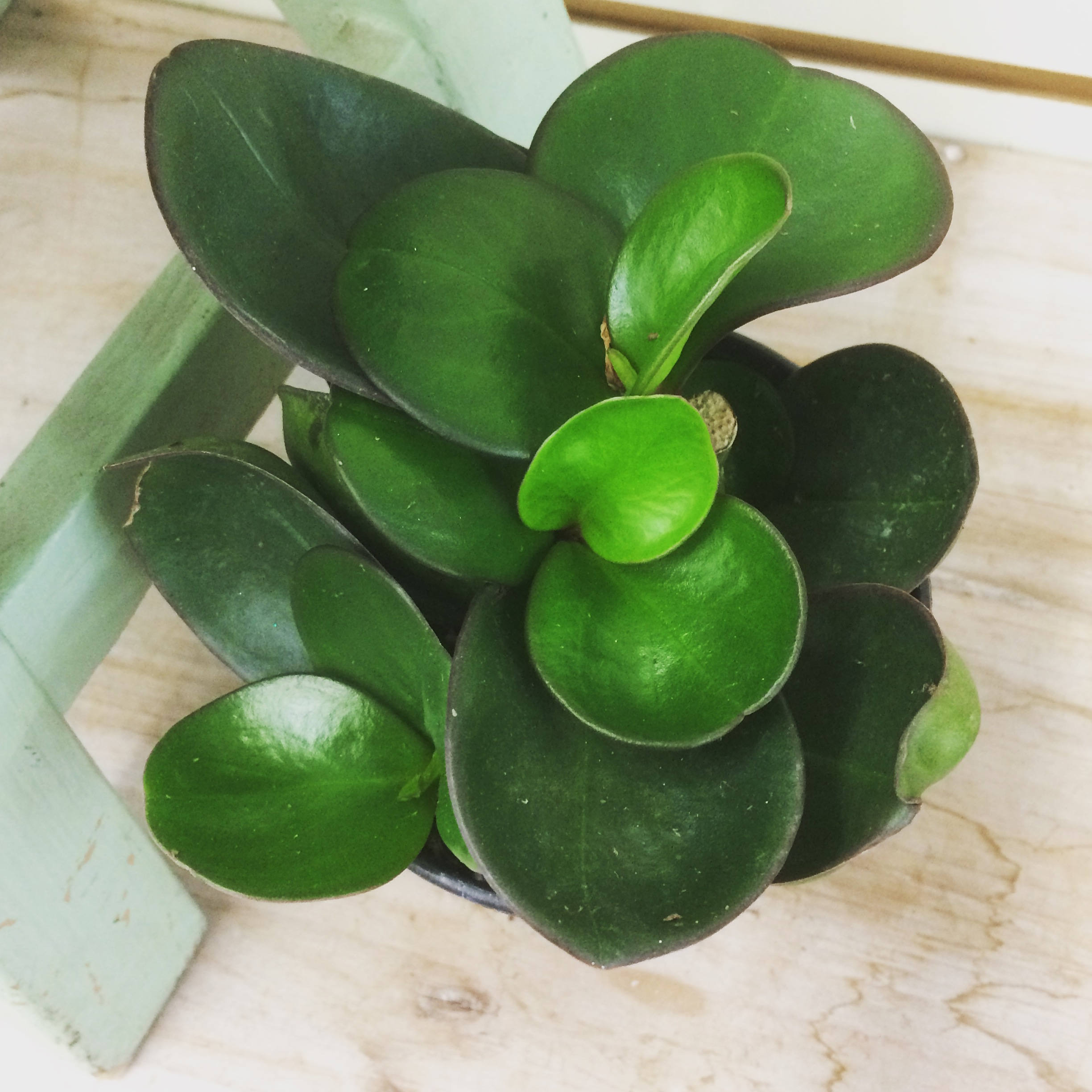 Peperomia obtusifolia Green Plant 4 Etsy