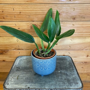 May include: A green leafy plant in a blue and white ceramic pot with a circular pattern. The plant is sitting on a gray wooden surface.
