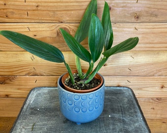 Philodendron Guttiferum, 4" Plant