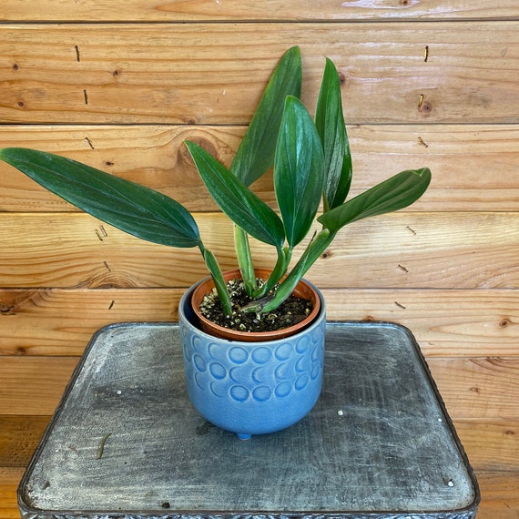 Philodendron Guttiferum, 4" Plant - Etsy