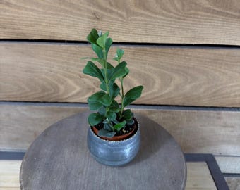 May include: A small green plant with rounded leaves potted in a metallic silver container. The plant features multiple stems growing vertically from the soil, which is contained within a simple, smooth, round silver-toned pot with a subtle sheen.