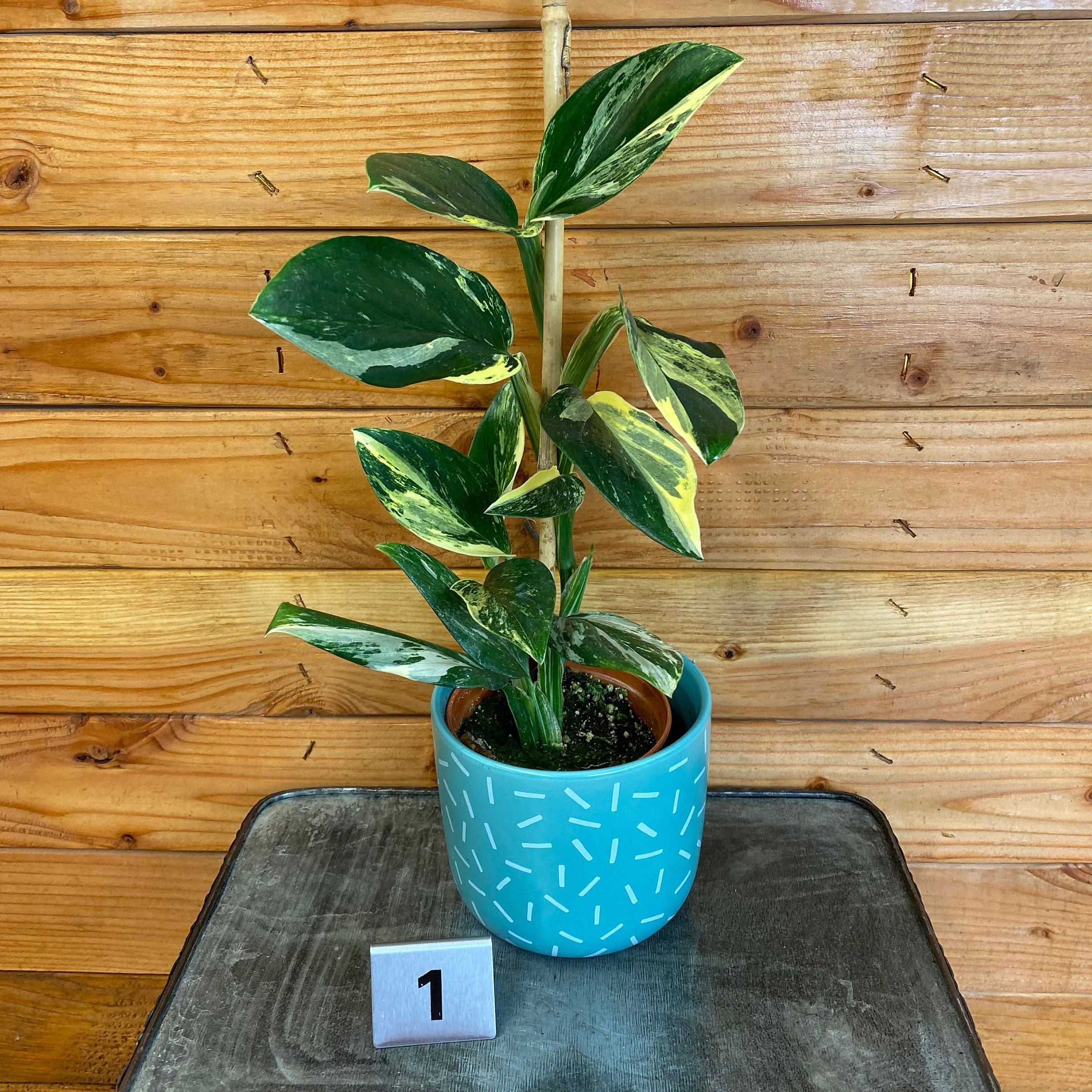Monstera Standleyana Albo Variegata