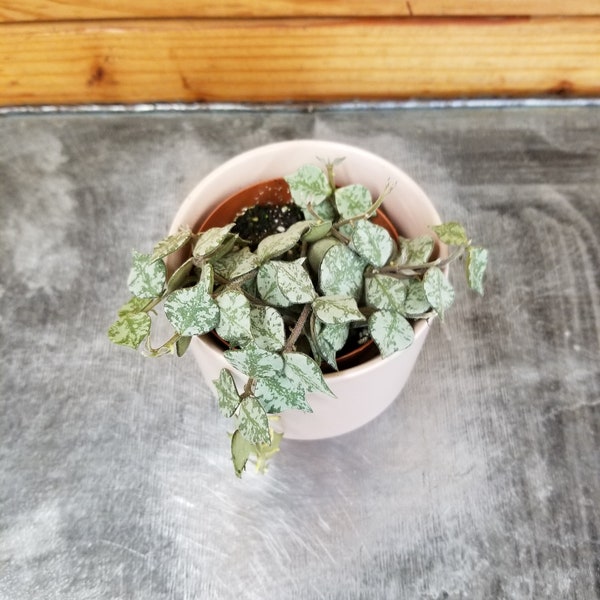 Hoya Curtisii, 2" Plant