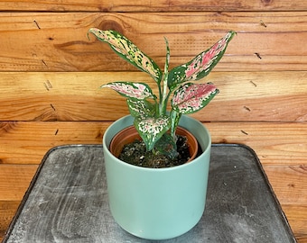 Aglaonema Red Valentine, 4" Plant