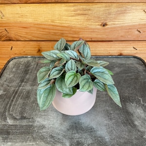 May include: A small Peperomia plant with green and silver leaves in a light pink ceramic pot. The plant sits on a metal tray with a wooden background. The plant's leaves have a textured appearance.