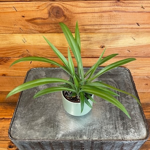 Chlorophytum Green Spider, 2" Plant