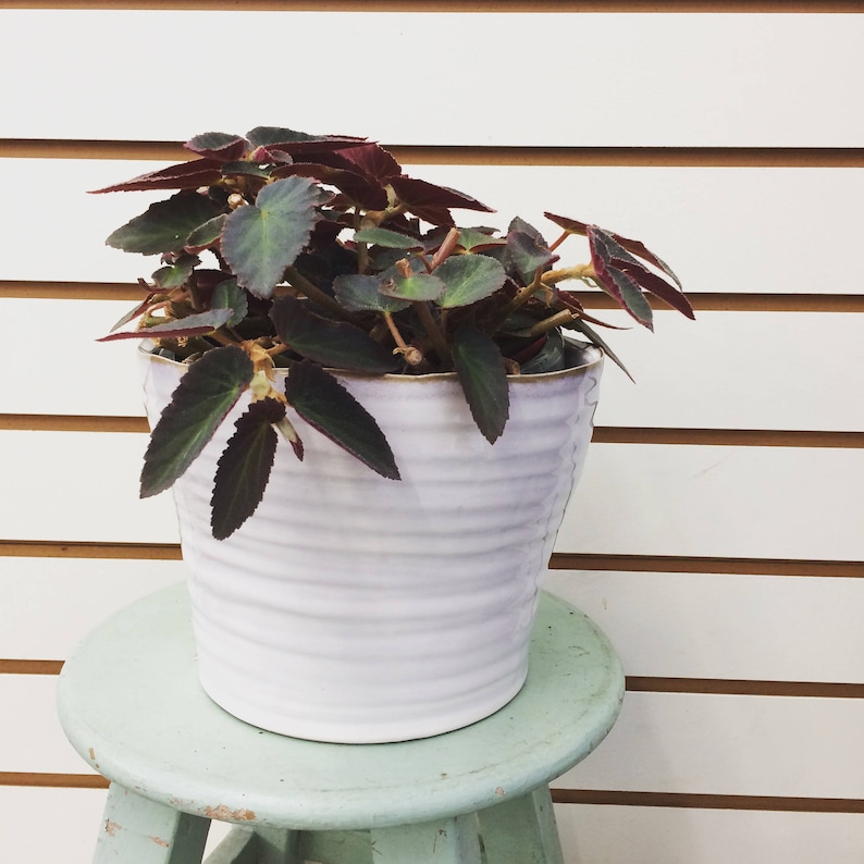 Begonia brasileña Lady Angel Wing, esquejes x3 imagen 4