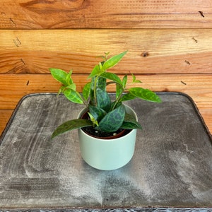 Aeschynanthus Lipstick Black Pagoda, 2&quot; Plant