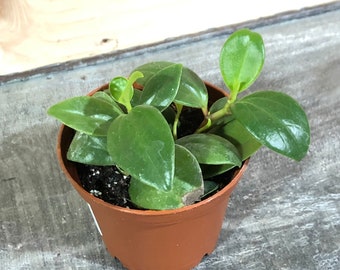 Peperomia European Trailing, 2" Plant