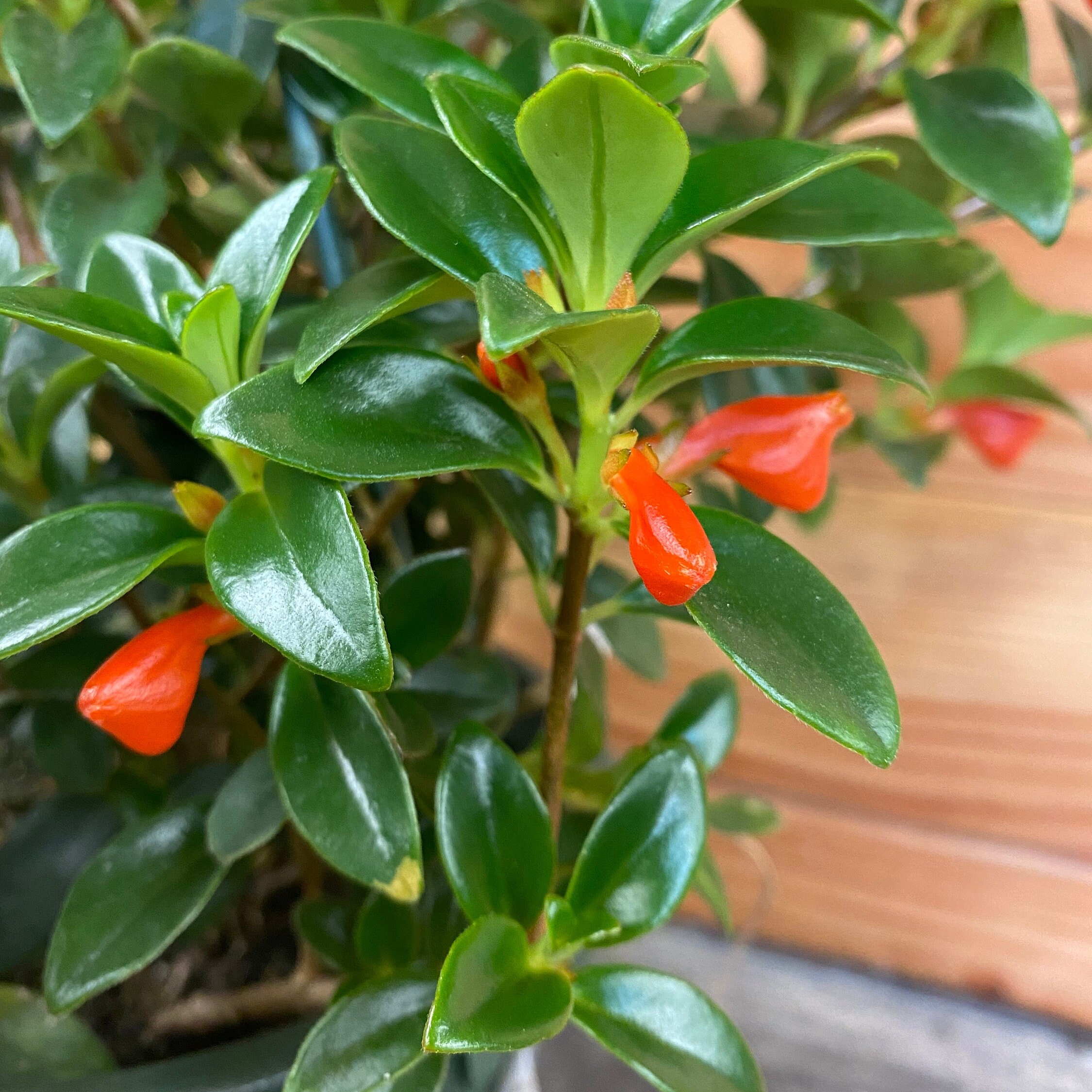Columnea Goldfish Christmas Holly 6 Plant Etsy