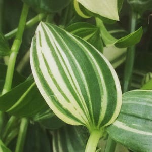 Tradescantia Green and Yellow Cuttings 5 image 4