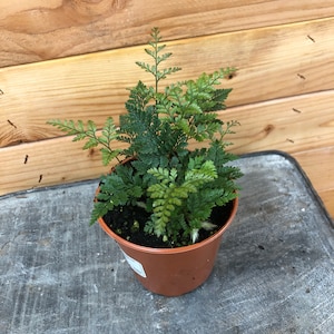 Davallia Rabbit&#39;s Foot Fern, 4&quot; Plant