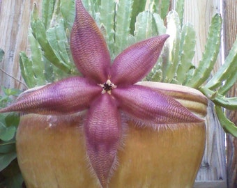 Esquejes de Stapelia