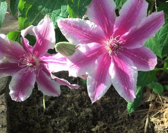 Clematis vine