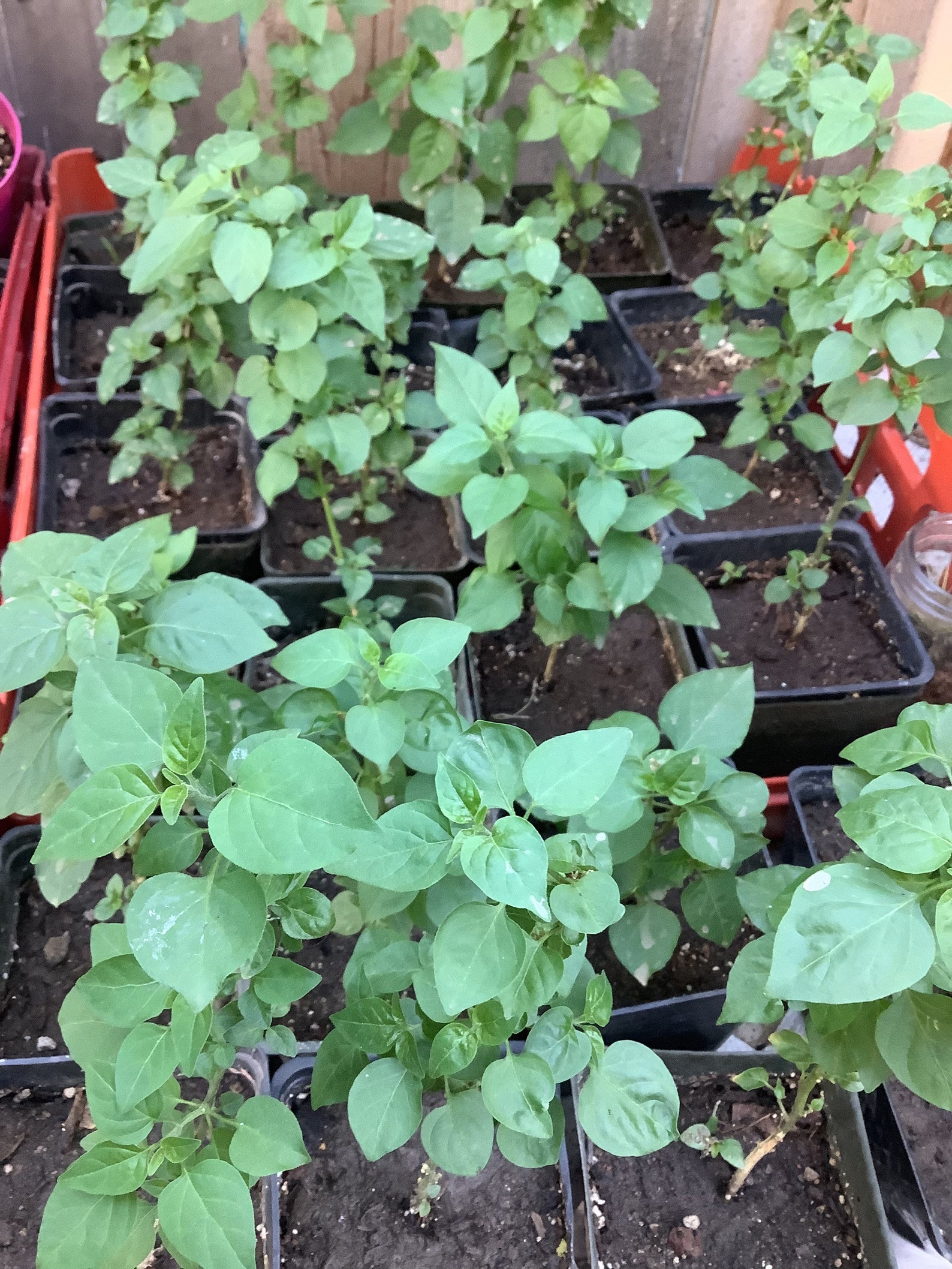 Chiltepin Plant/ Chile del Monte 2 for 50 Etsy
