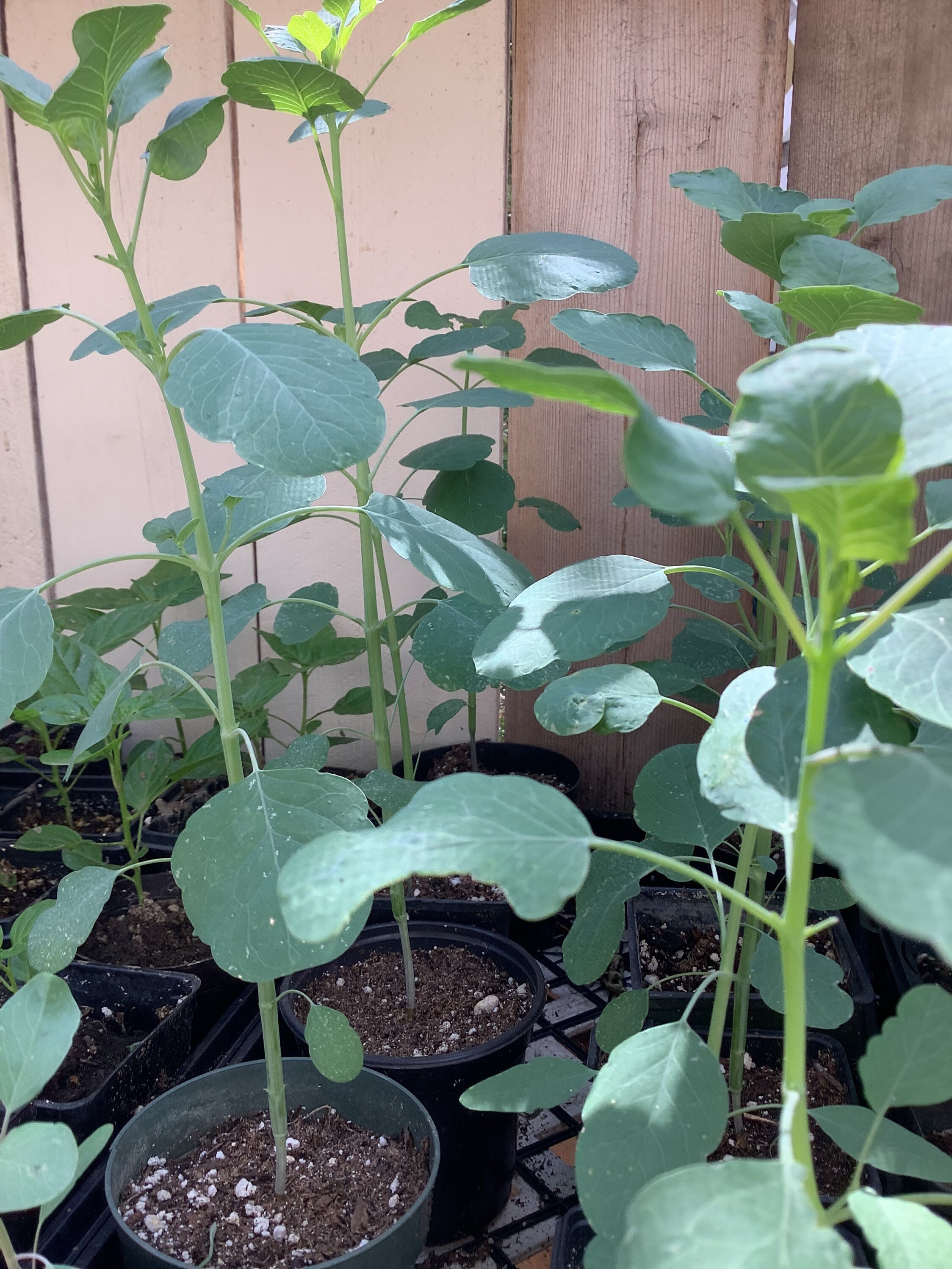Papalo Plants Etsy